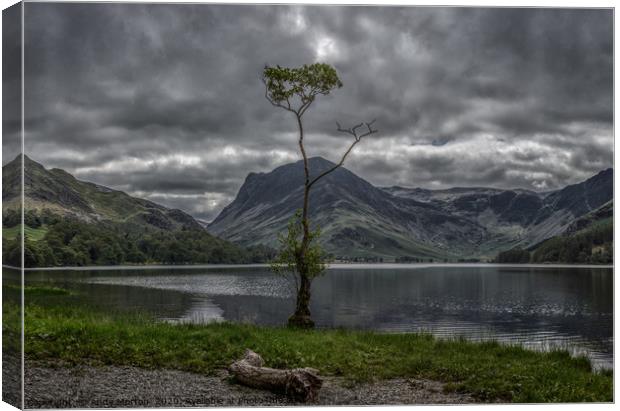 The Lone Tree Canvas Print by Andy Morton
