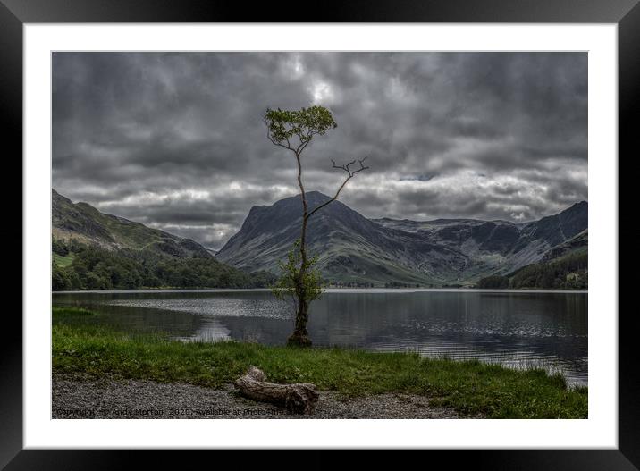 The Lone Tree Framed Mounted Print by Andy Morton