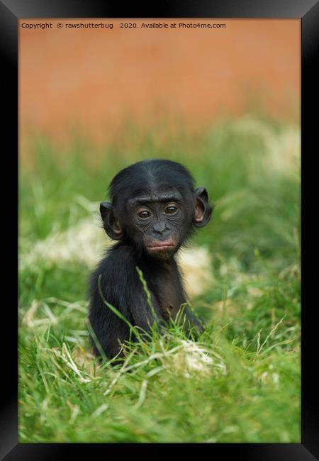 Baby Bonobo Framed Print by rawshutterbug 