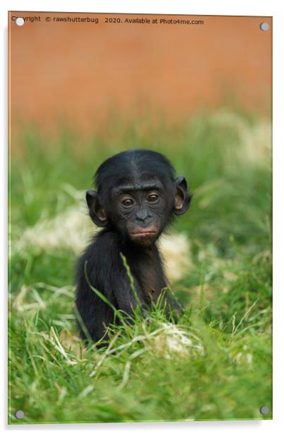 Baby Bonobo Acrylic by rawshutterbug 