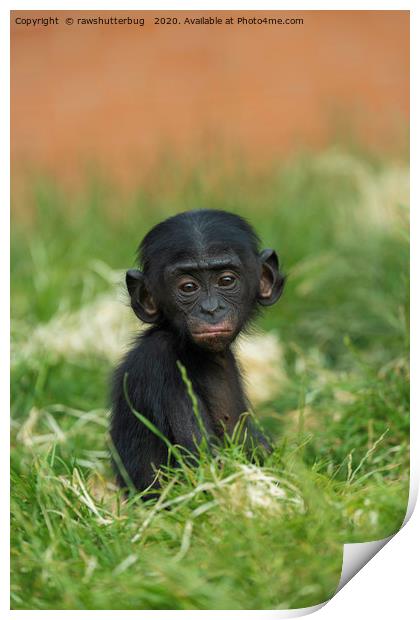 Baby Bonobo Print by rawshutterbug 