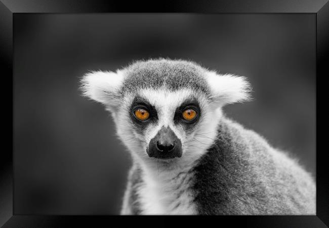 Ring-Tailed Lemur Portrait Framed Print by rawshutterbug 