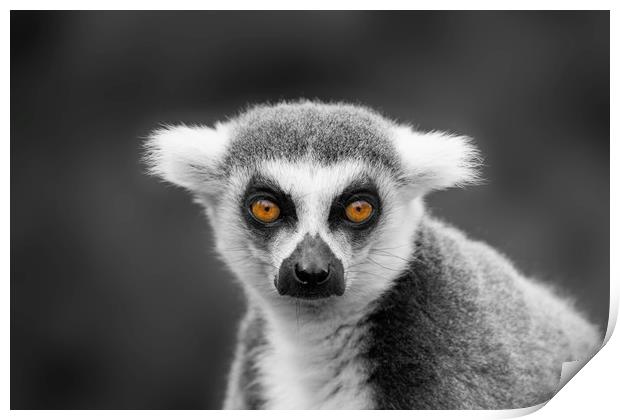 Ring-Tailed Lemur Portrait Print by rawshutterbug 