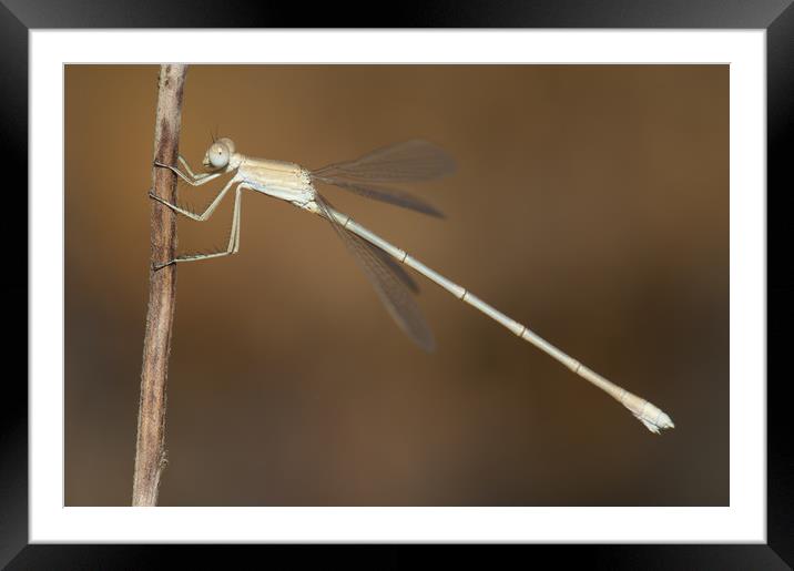 Dragonfly. Gir National Park. Gujarat. India. Framed Mounted Print by Víctor Suárez Naranjo