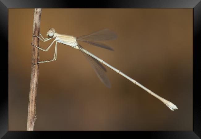 Dragonfly. Gir National Park. Gujarat. India. Framed Print by Víctor Suárez Naranjo