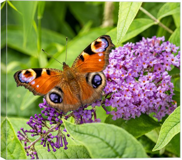 Peacock Butterfly on Buddleia Flower. Canvas Print by Colin Allen