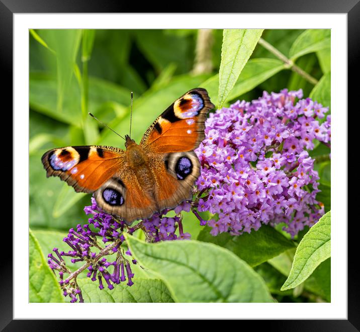 Peacock Butterfly on Buddleia Flower. Framed Mounted Print by Colin Allen