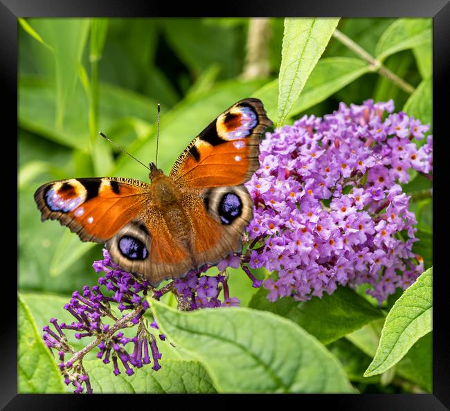 Peacock Butterfly on Buddleia Flower. Framed Print by Colin Allen