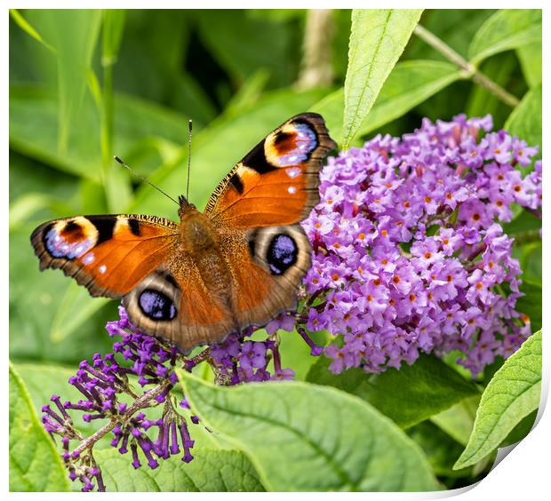 Peacock Butterfly on Buddleia Flower. Print by Colin Allen