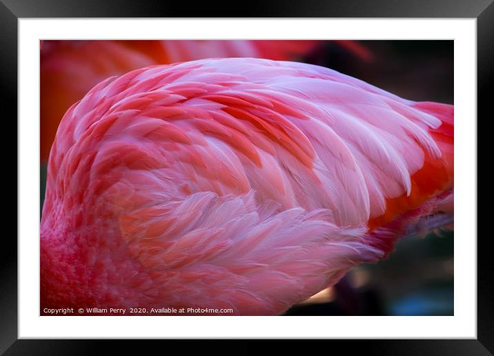 Pink Caribbean Flamingo Feathers Framed Mounted Print by William Perry