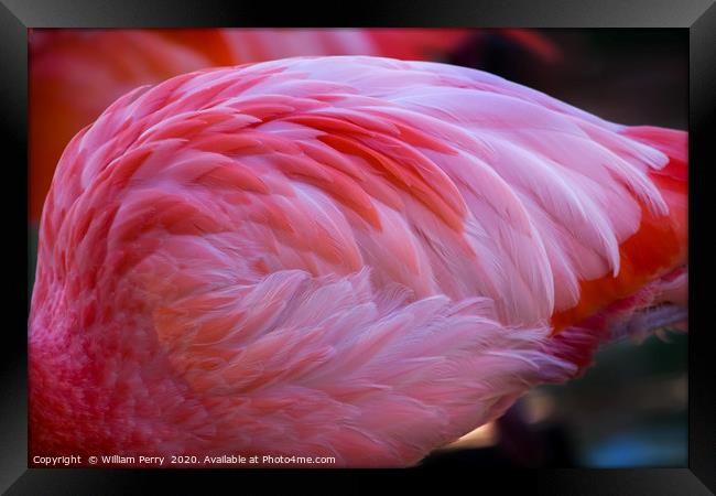 Pink Caribbean Flamingo Feathers Framed Print by William Perry