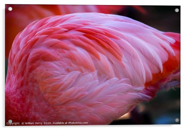 Pink Caribbean Flamingo Feathers Acrylic by William Perry