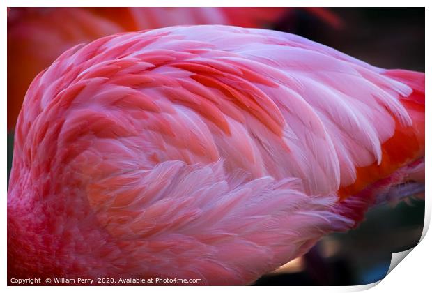 Pink Caribbean Flamingo Feathers Print by William Perry