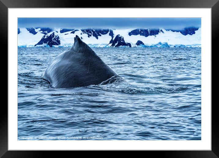 Humpback Whale Charlotte Harbor Antarctica Framed Mounted Print by William Perry