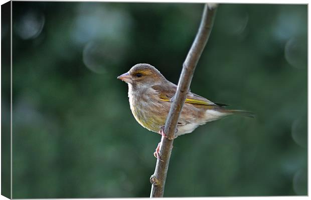 Greenfinch Canvas Print by Darrin Collett