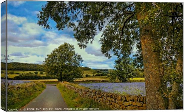 "Country lane in Kildale" Canvas Print by ROS RIDLEY