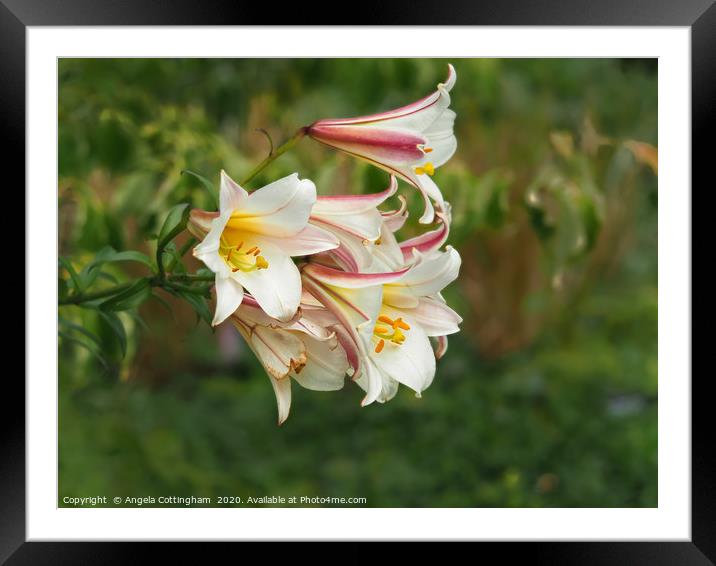 Lilies Framed Mounted Print by Angela Cottingham
