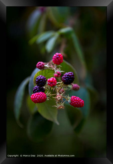 Wild blackberries Framed Print by Marco Diaz