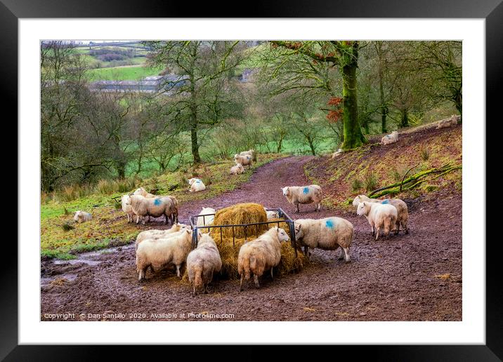 Sheep Feeding in the Brecon Beacons Framed Mounted Print by Dan Santillo