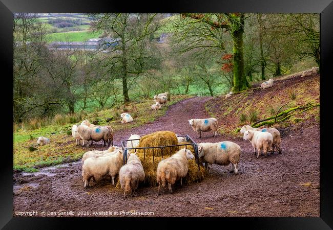Sheep Feeding in the Brecon Beacons Framed Print by Dan Santillo
