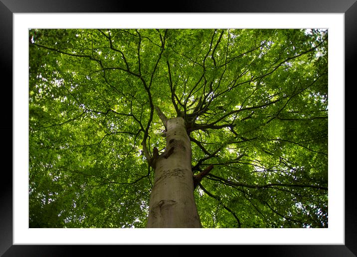 Canopy of a Huge Tree in North Wales Framed Mounted Print by Andy Heap