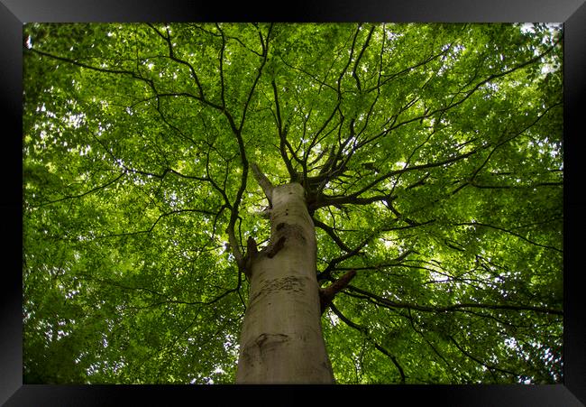 Canopy of a Huge Tree in North Wales Framed Print by Andy Heap