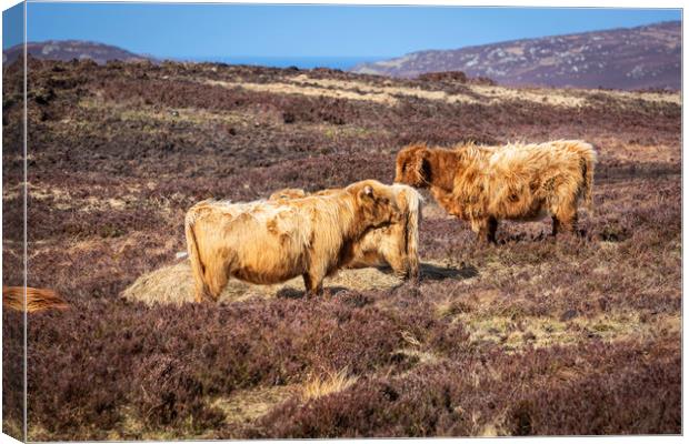 Highland Cattle Canvas Print by David Hare