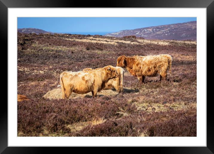 Highland Cattle Framed Mounted Print by David Hare