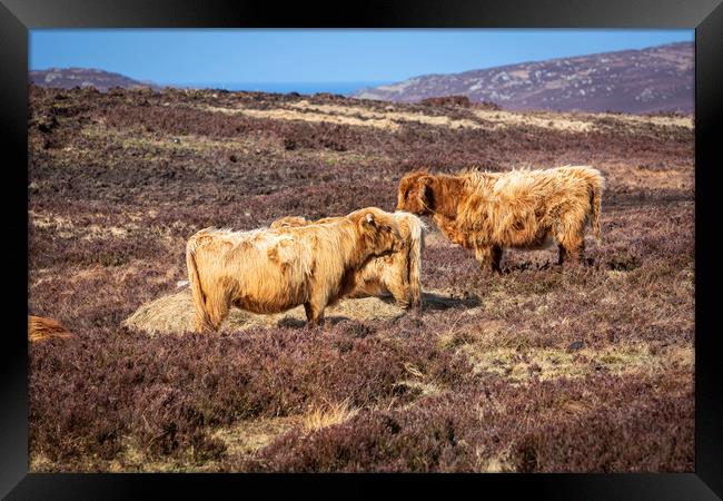 Highland Cattle Framed Print by David Hare