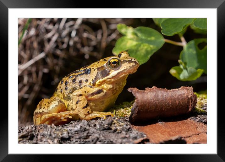 Common UK frog in unusual yellow colour Framed Mounted Print by Simon Bratt LRPS