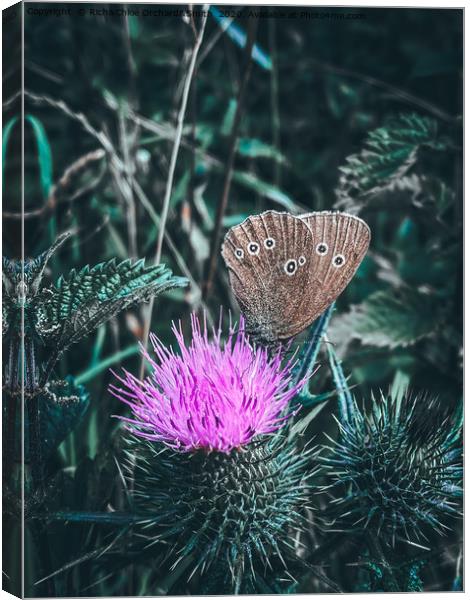 Large Heath Butterfly on a purple thistle Canvas Print by ROCS Adventures