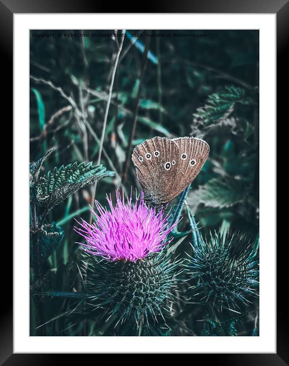 Large Heath Butterfly on a purple thistle Framed Mounted Print by ROCS Adventures