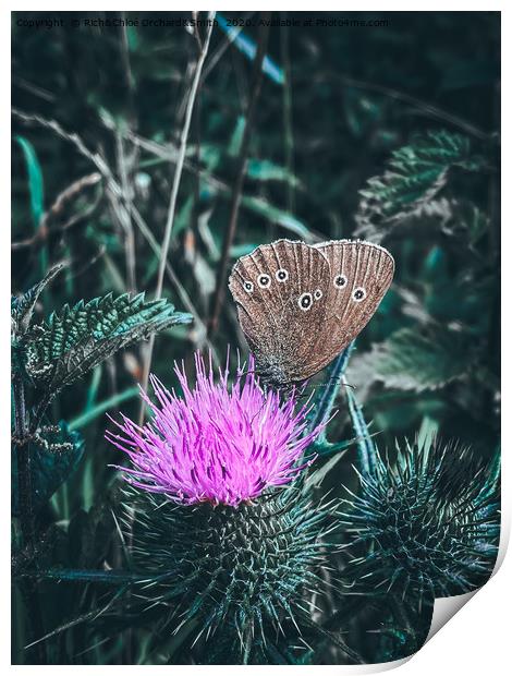 Large Heath Butterfly on a purple thistle Print by ROCS Adventures