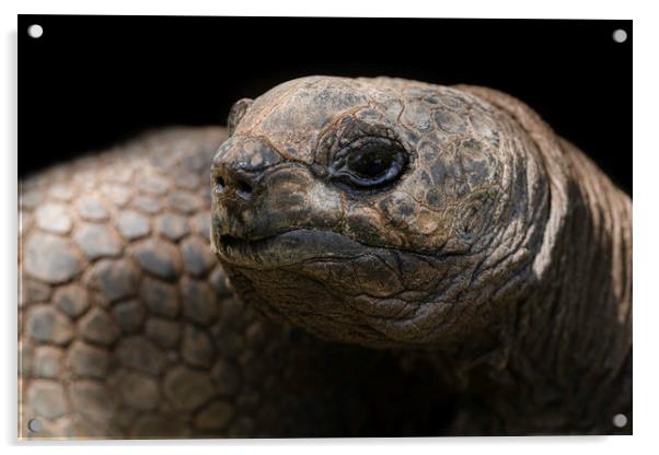 Giant Aldabra Tortoise Close-Up Acrylic by rawshutterbug 