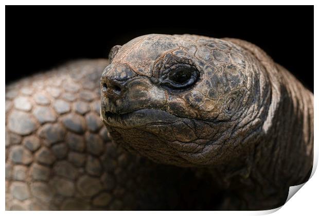 Giant Aldabra Tortoise Close-Up Print by rawshutterbug 