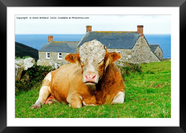 bull lying down Framed Mounted Print by Kevin Britland