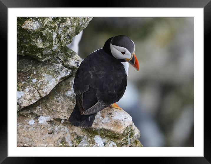 Puffin on cliff edge Framed Mounted Print by claire chown