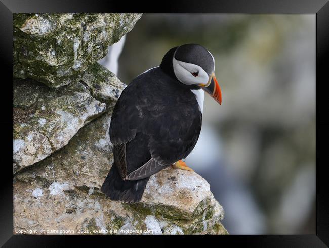 Puffin on cliff edge Framed Print by claire chown