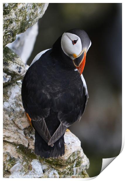 Puffin on cliff edge Print by claire chown
