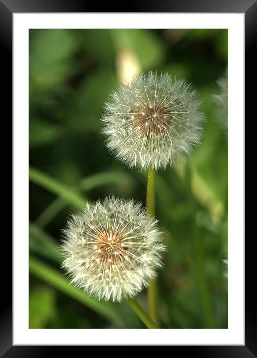 Dandelion Seed heads Framed Mounted Print by Chris Day