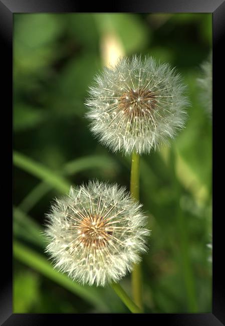 Dandelion Seed heads Framed Print by Chris Day