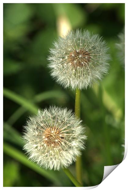 Dandelion Seed heads Print by Chris Day