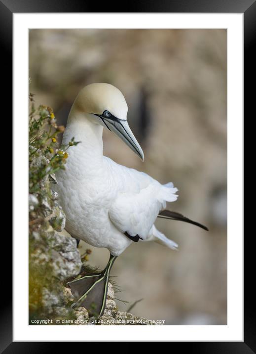 Lone northern Gannet on Cliff Side Framed Mounted Print by claire chown