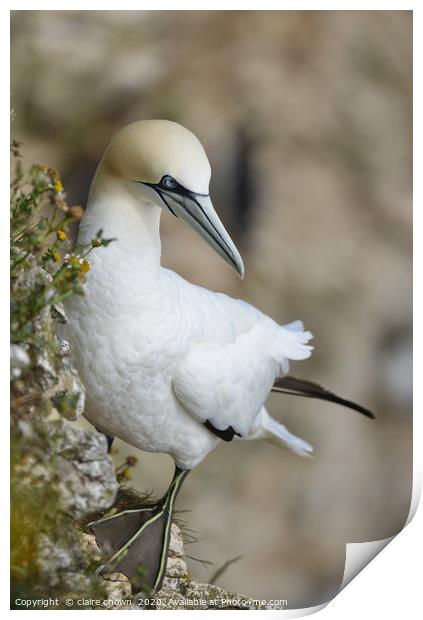 Lone northern Gannet on Cliff Side Print by claire chown