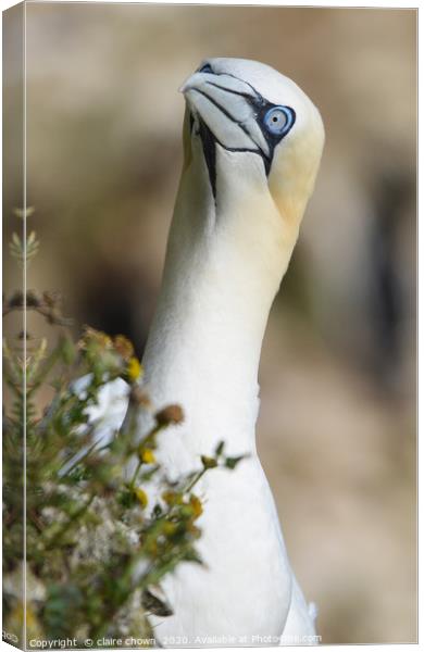 Portrait of a Northern Gannet Canvas Print by claire chown