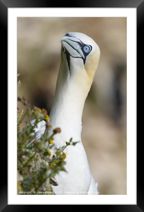 Portrait of a Northern Gannet Framed Mounted Print by claire chown