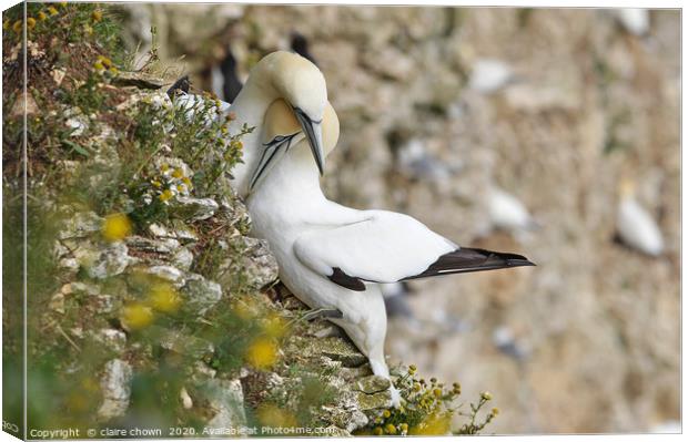 A pair of courting Northern Gannets Canvas Print by claire chown