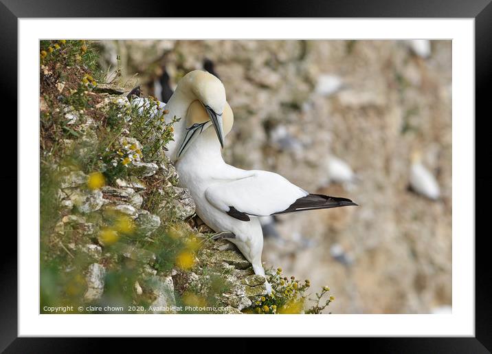 A pair of courting Northern Gannets Framed Mounted Print by claire chown
