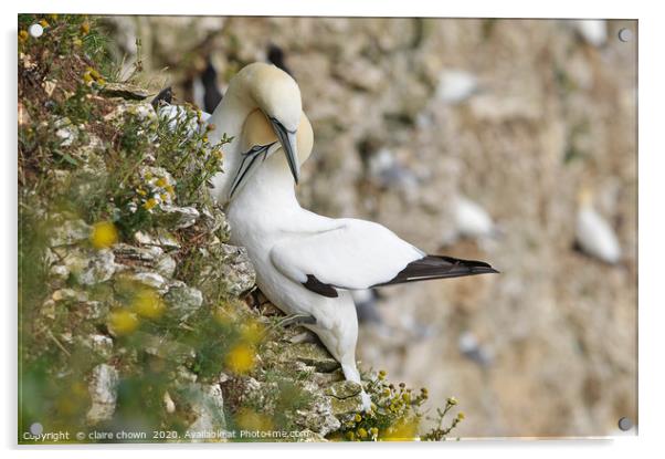 A pair of courting Northern Gannets Acrylic by claire chown