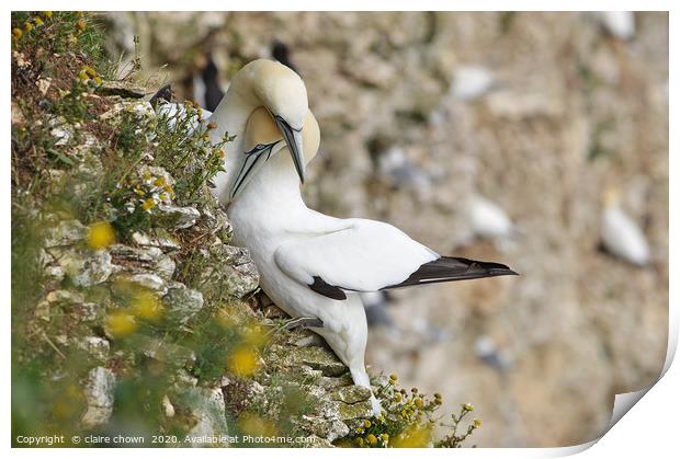 A pair of courting Northern Gannets Print by claire chown